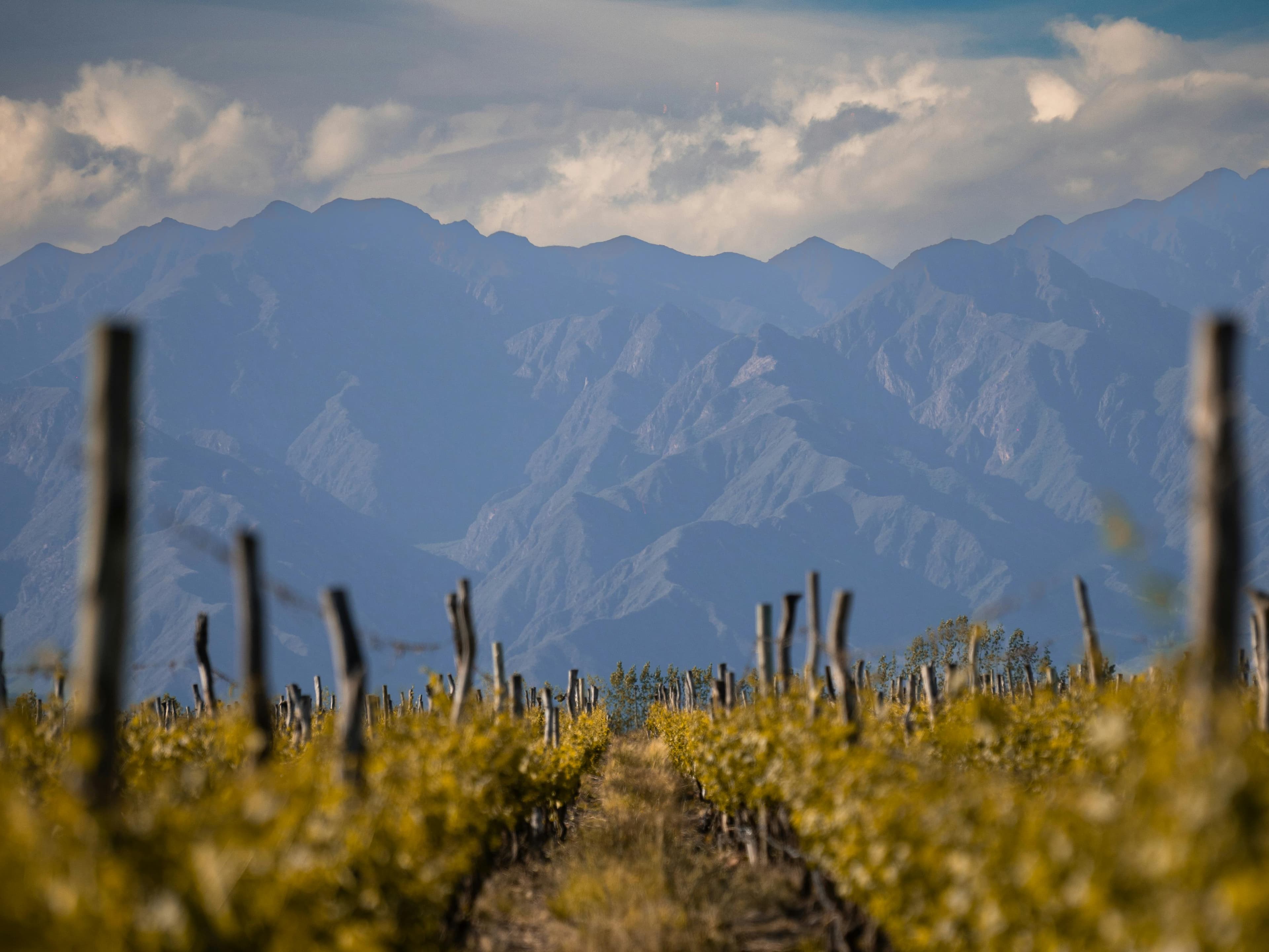 Terraced vineyards in Alazani Valley with snow-capped Caucasus Mountains backdrop, showcasing Kakheti wine region's pristine landscape