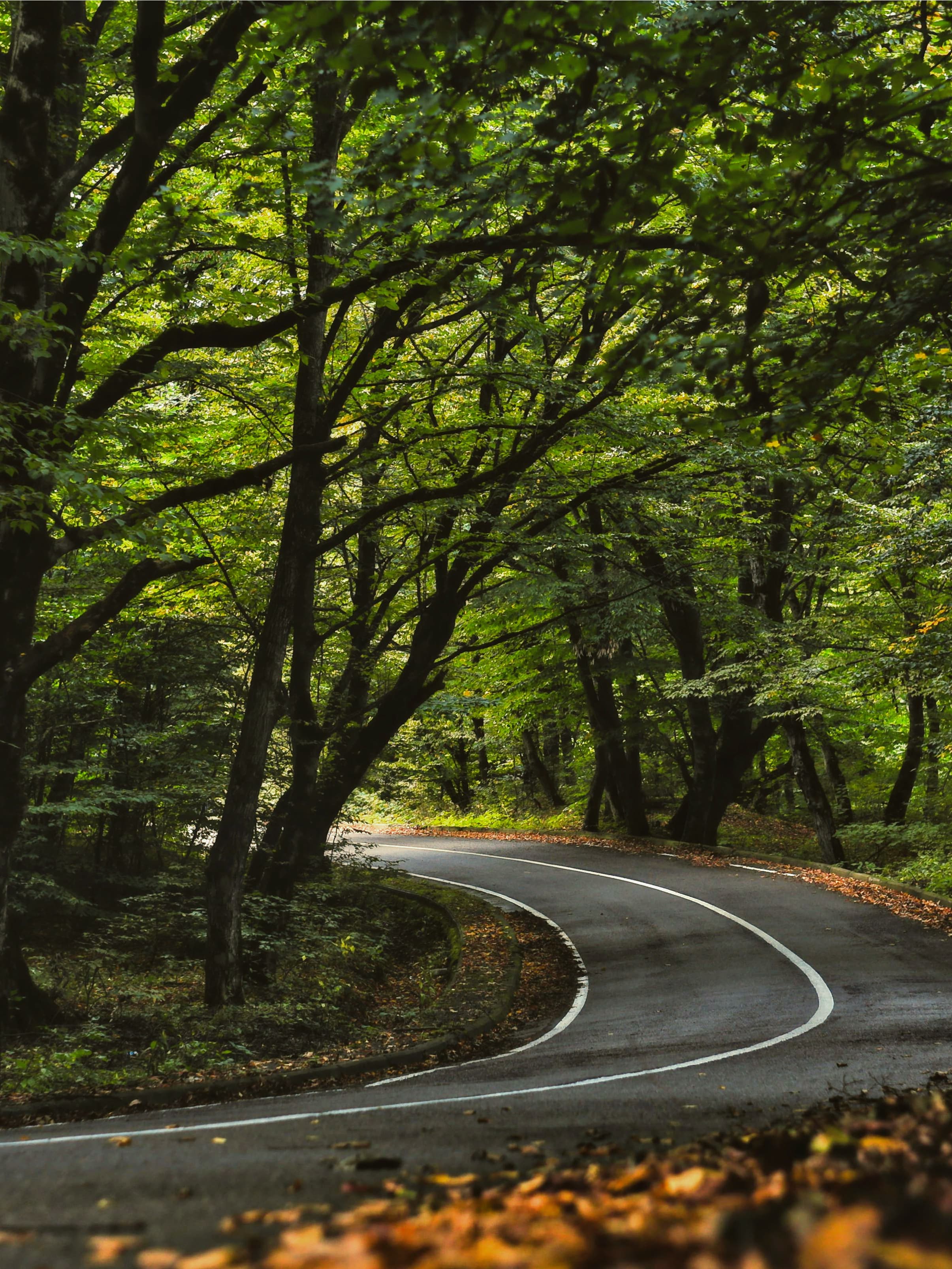 Amber Road
