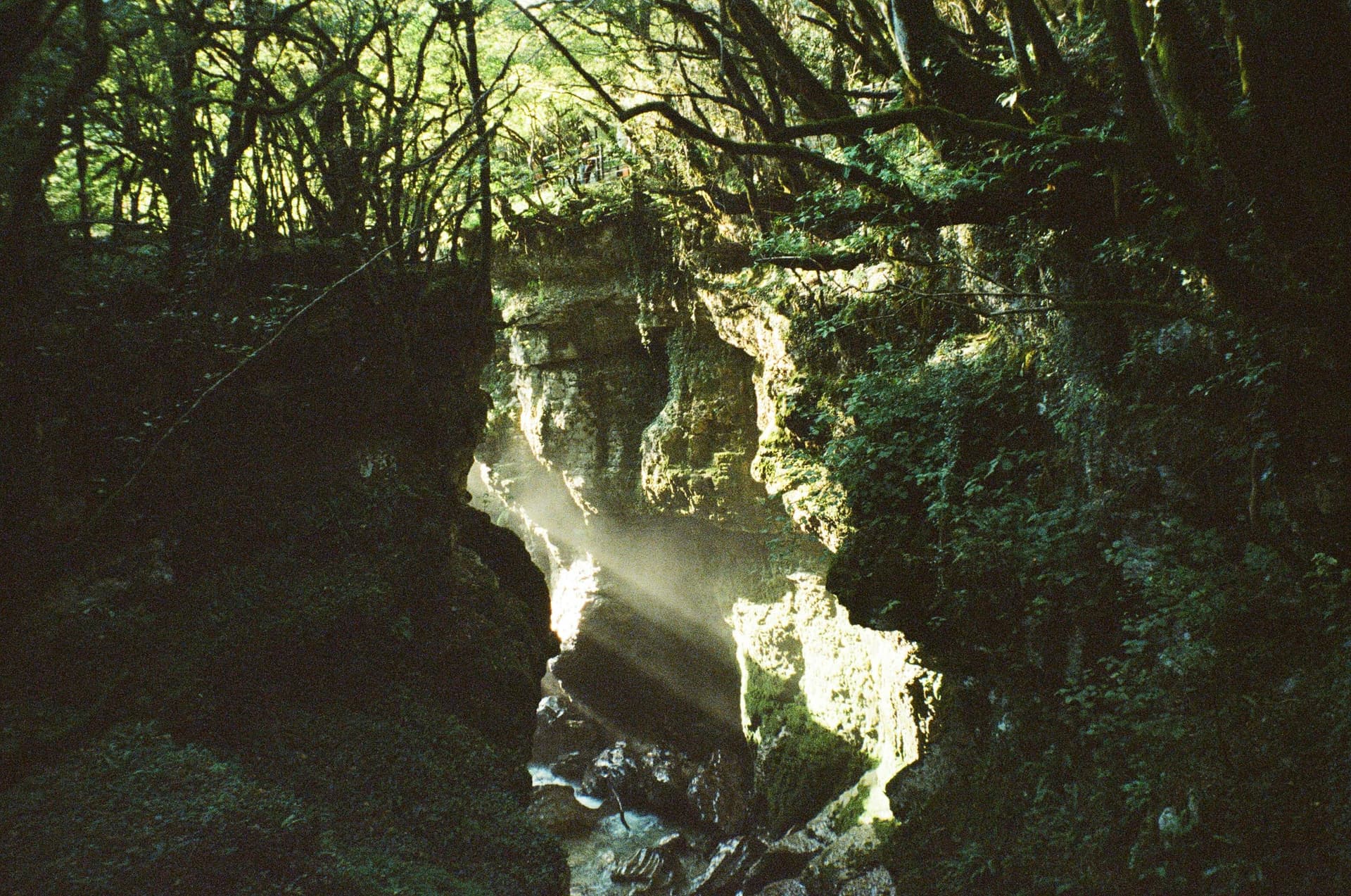 Tskaltsitela River valley with sunlight streaming through the forest ravine